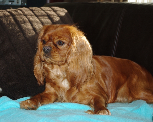 Fhélynie fire doll des petits Anges de Sophie