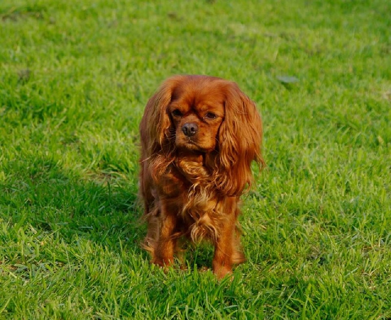 Fhélynie fire doll des petits Anges de Sophie