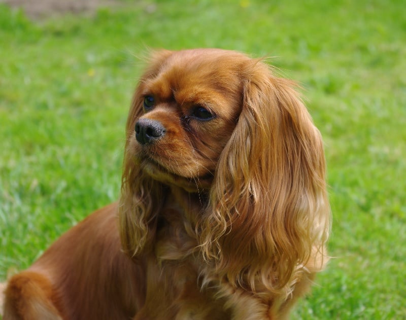 Alma Du chemin de vincy