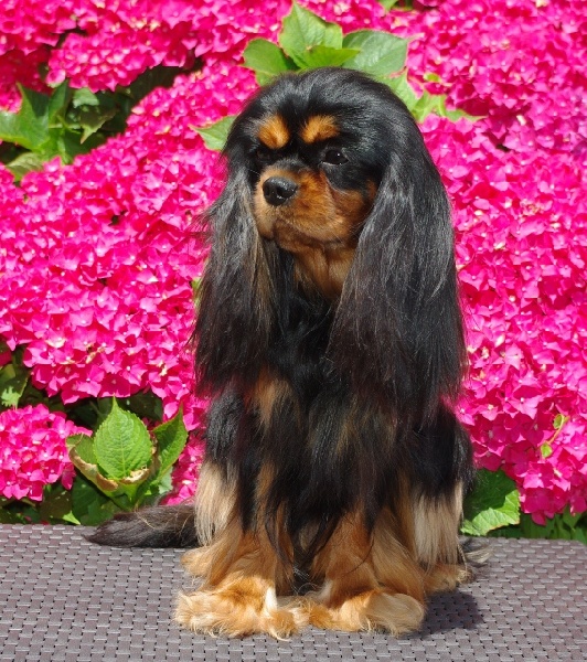 Engel flower De park ar marc'heger