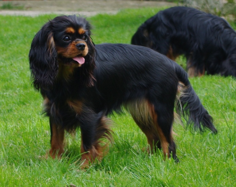 Engel flower De park ar marc'heger