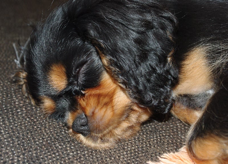 Engel flower De park ar marc'heger