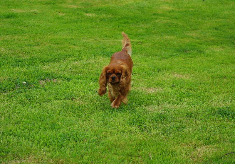 Alma Du chemin de vincy