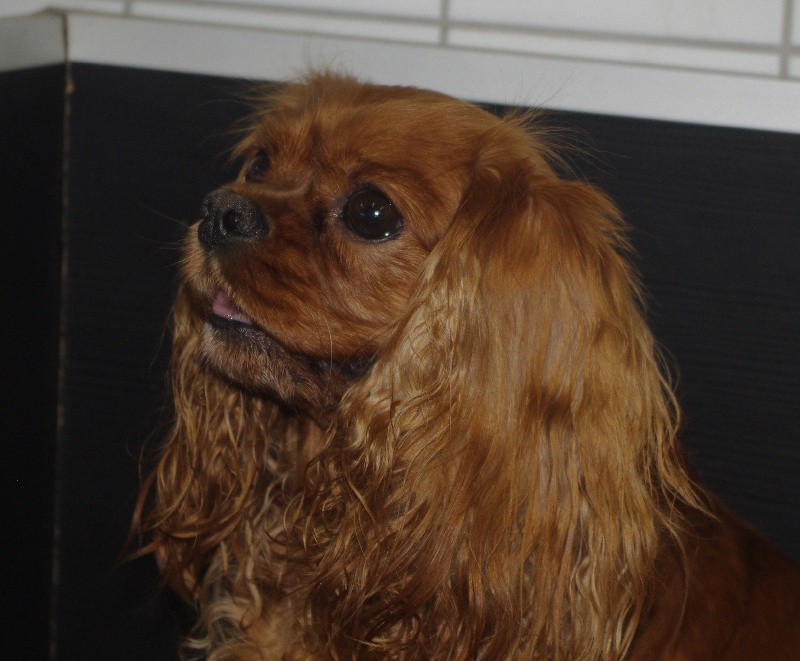 Alma Du chemin de vincy