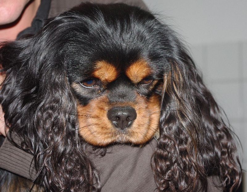 CH. Charly parker De la fieffe au songeur