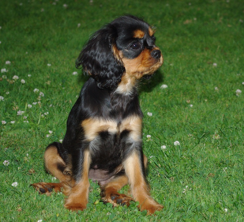 Engel flower De park ar marc'heger