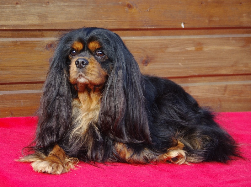 CH. Charly parker De la fieffe au songeur