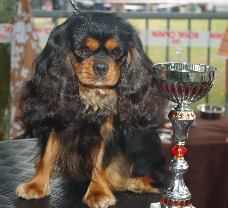 CH. Charly parker De la fieffe au songeur