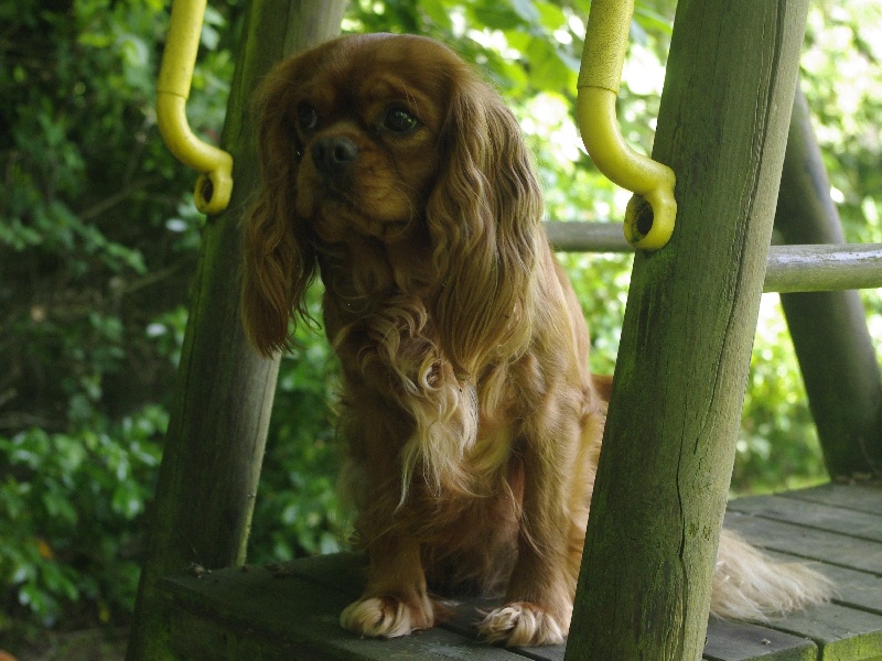 Fhélynie fire doll des petits Anges de Sophie