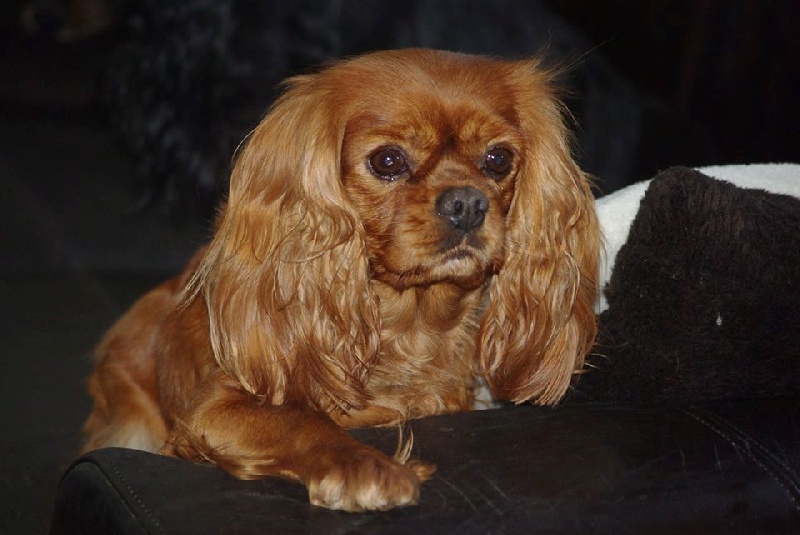 Fhélynie fire doll des petits Anges de Sophie