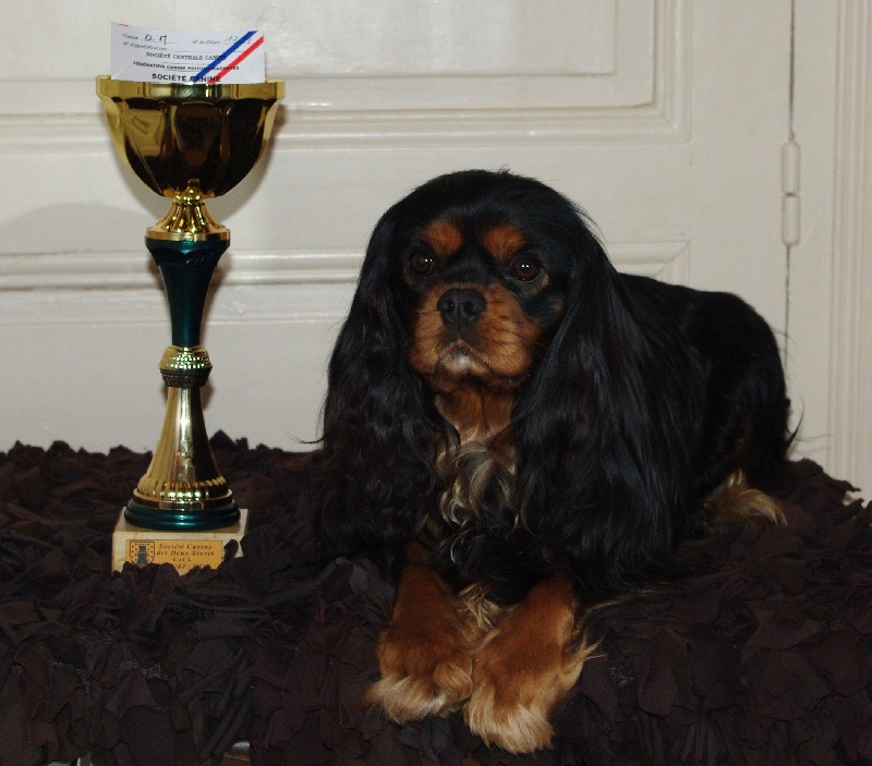 CH. Charly parker De la fieffe au songeur