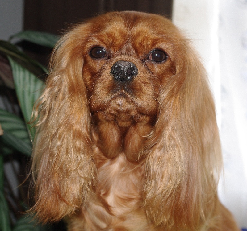 Alma Du chemin de vincy