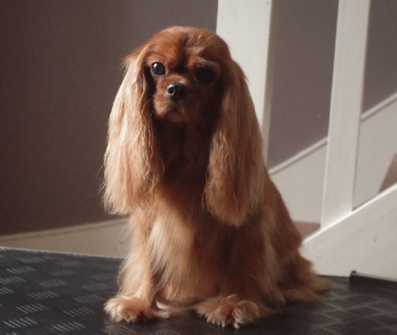 Alma Du chemin de vincy