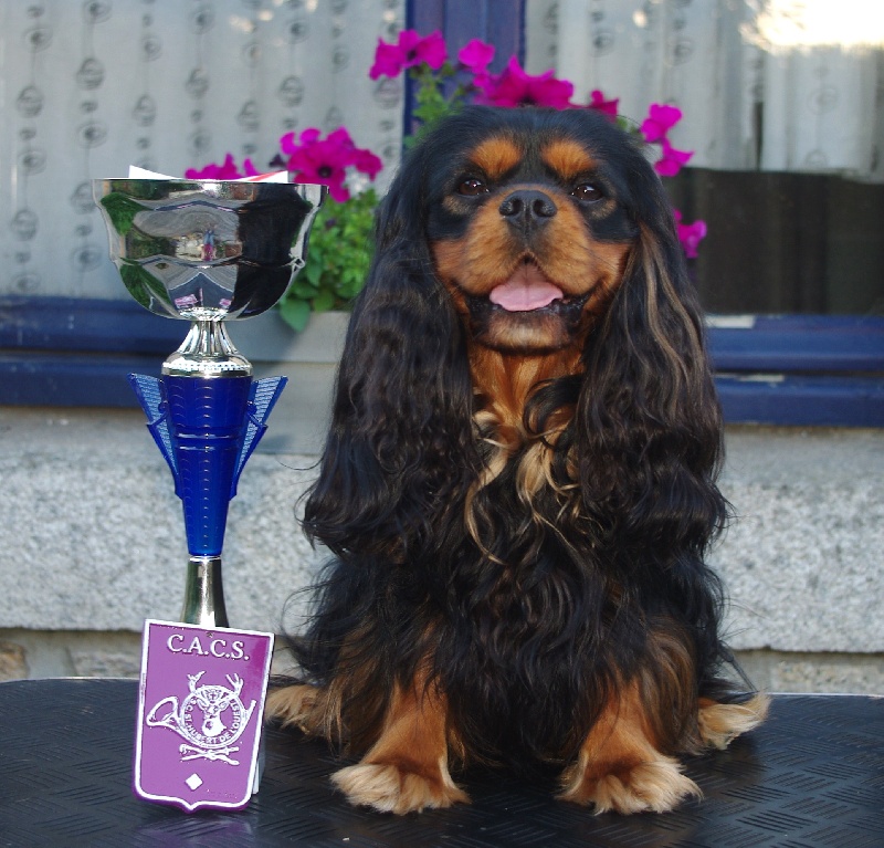 CH. Charly parker De la fieffe au songeur