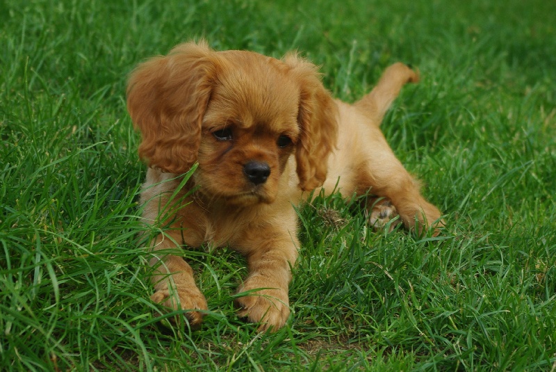 Fhélynie fire doll des petits Anges de Sophie