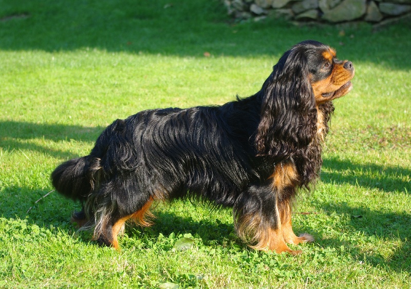 CH. Charly parker De la fieffe au songeur