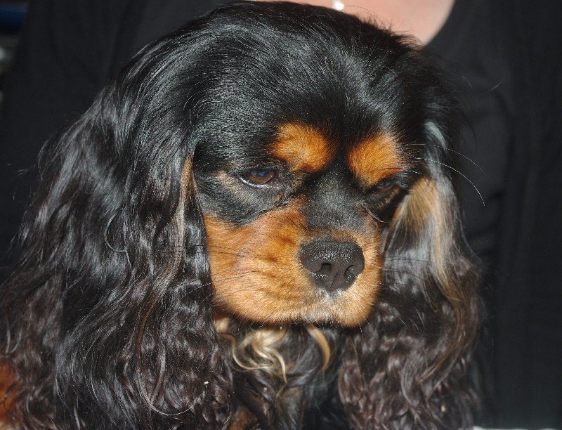 CH. Charly parker De la fieffe au songeur