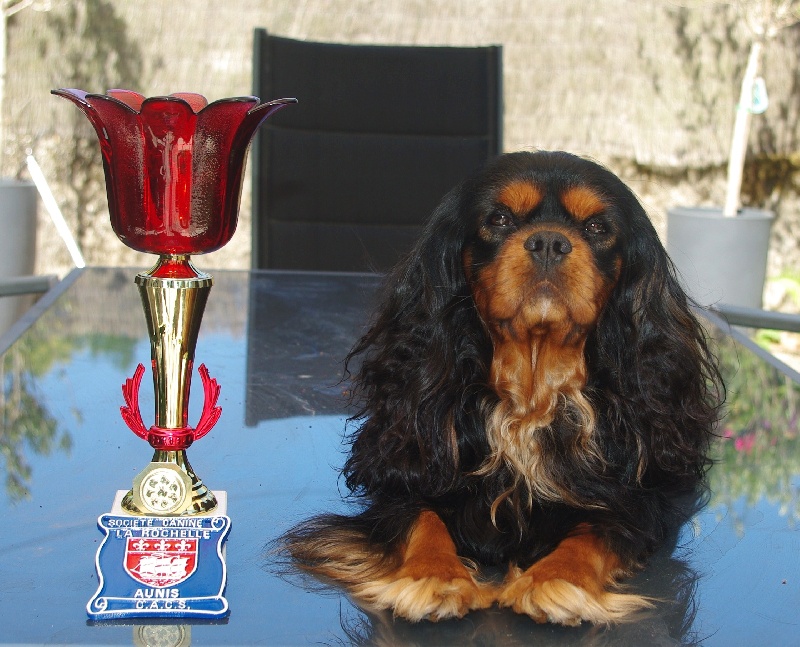 CH. Charly parker De la fieffe au songeur