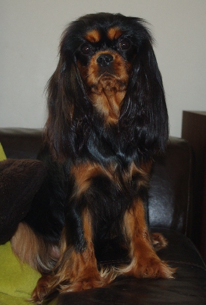 Engel flower De park ar marc'heger