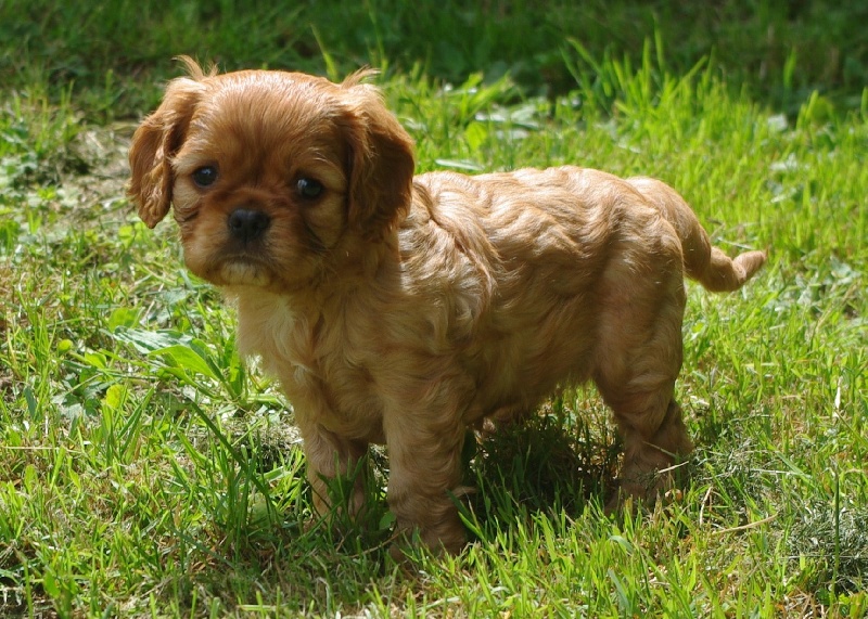 Fhélynie fire doll des petits Anges de Sophie