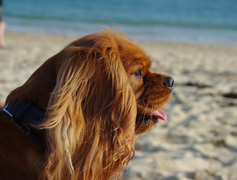 Alma Du chemin de vincy