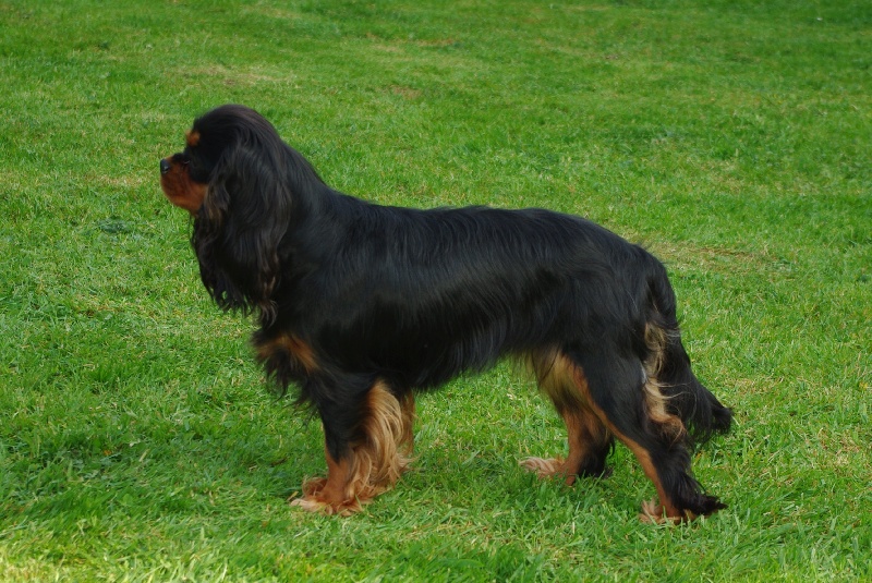 Engel flower De park ar marc'heger