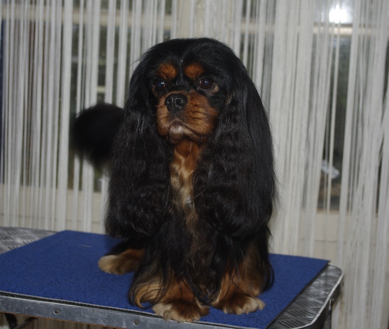 CH. Charly parker De la fieffe au songeur