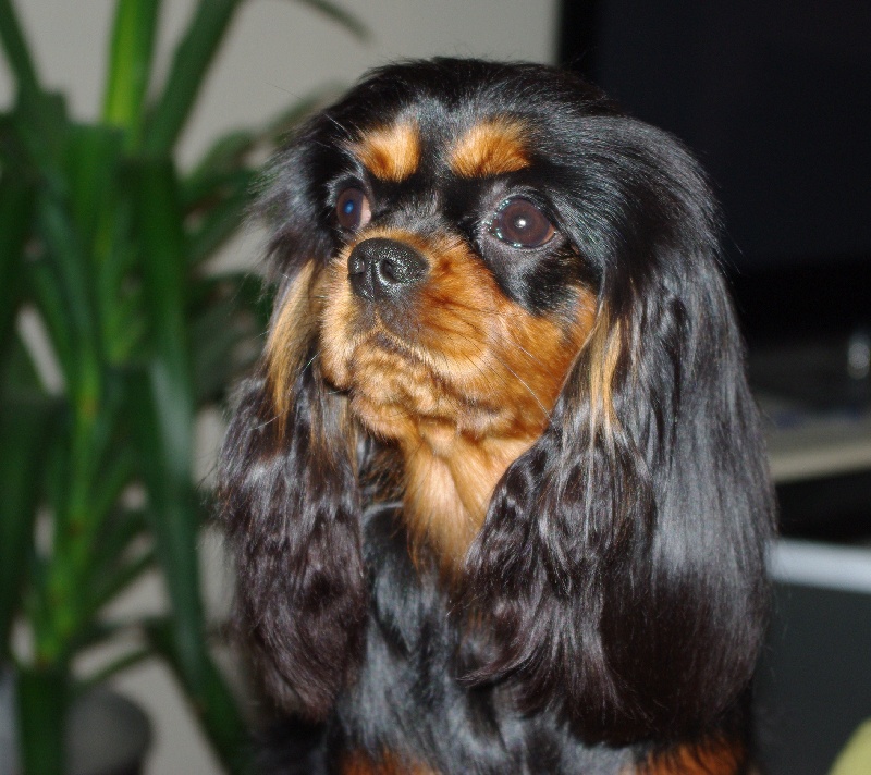 Engel flower De park ar marc'heger