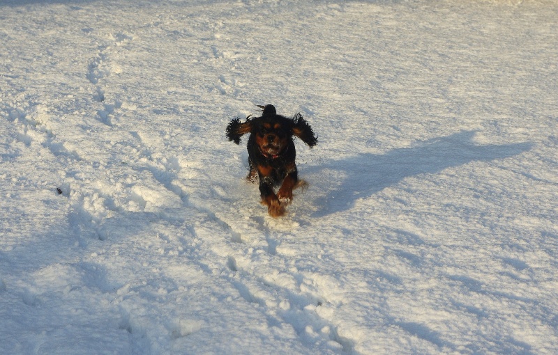 Engel flower De park ar marc'heger