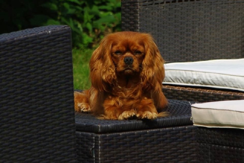 Fhélynie fire doll des petits Anges de Sophie