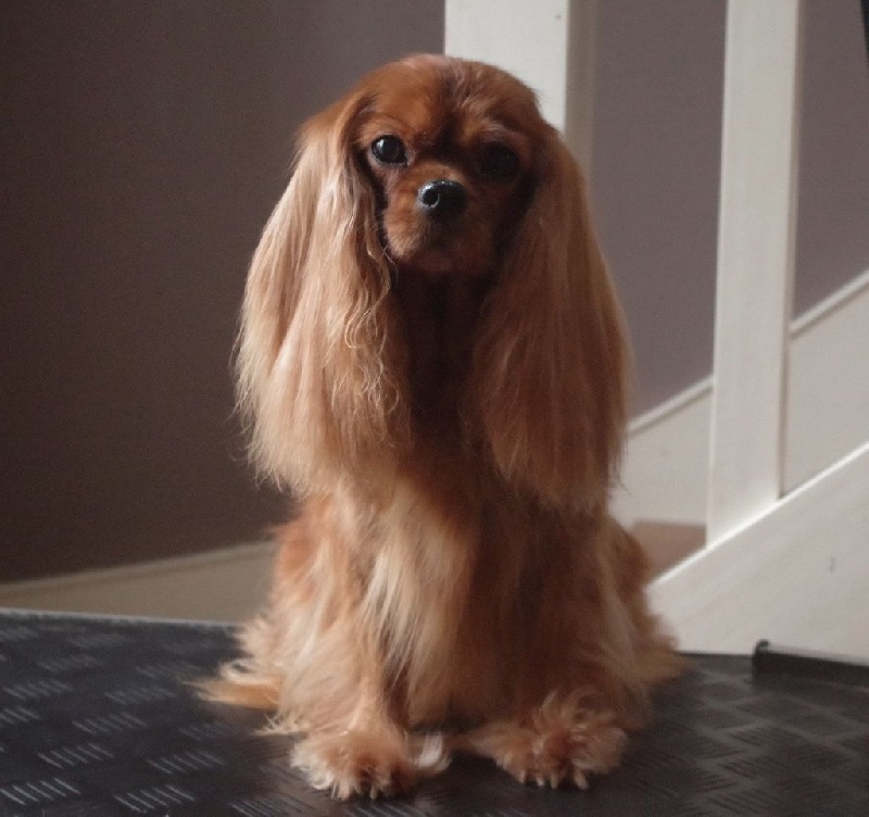 Alma Du chemin de vincy