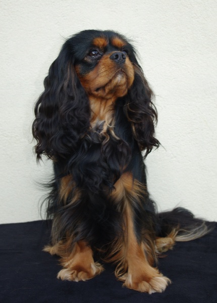 CH. Charly parker De la fieffe au songeur