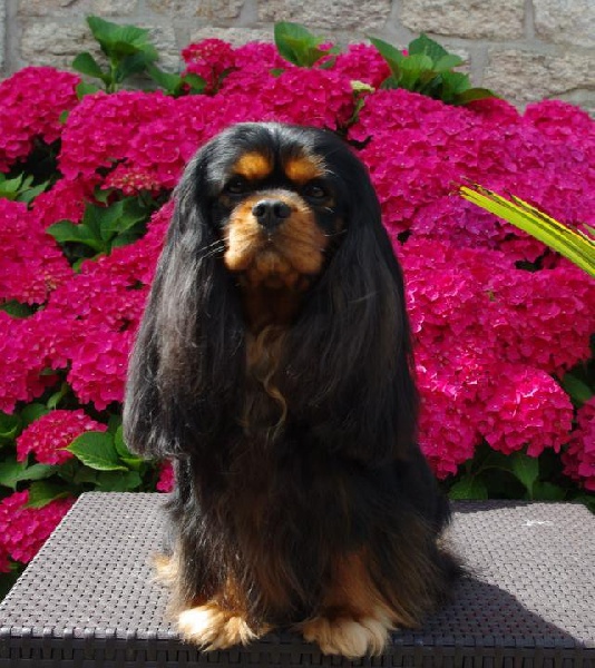 CH. Charly parker De la fieffe au songeur