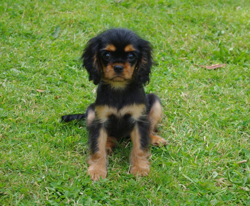 Engel flower De park ar marc'heger