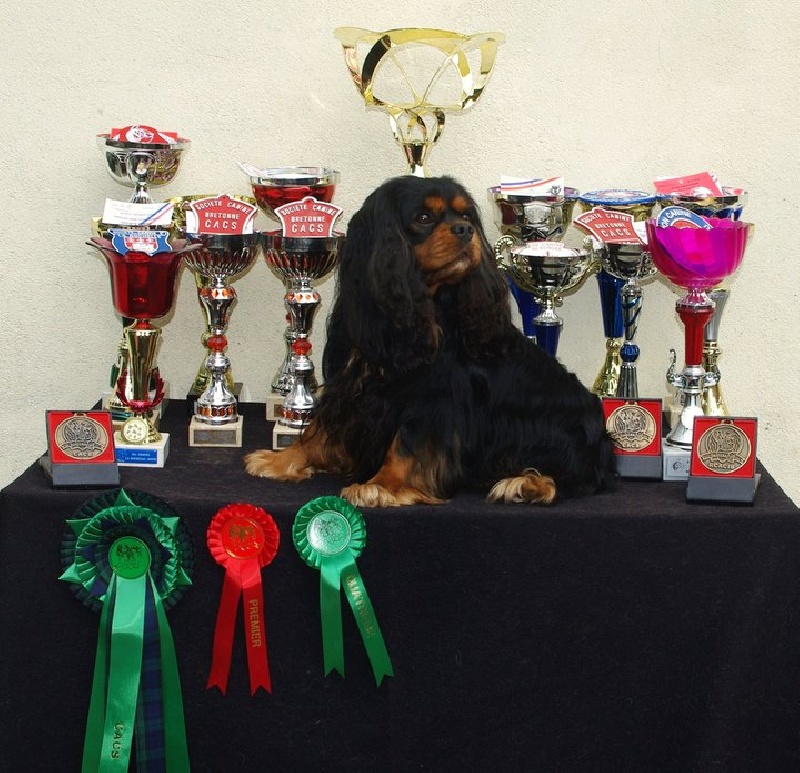 CH. Charly parker De la fieffe au songeur