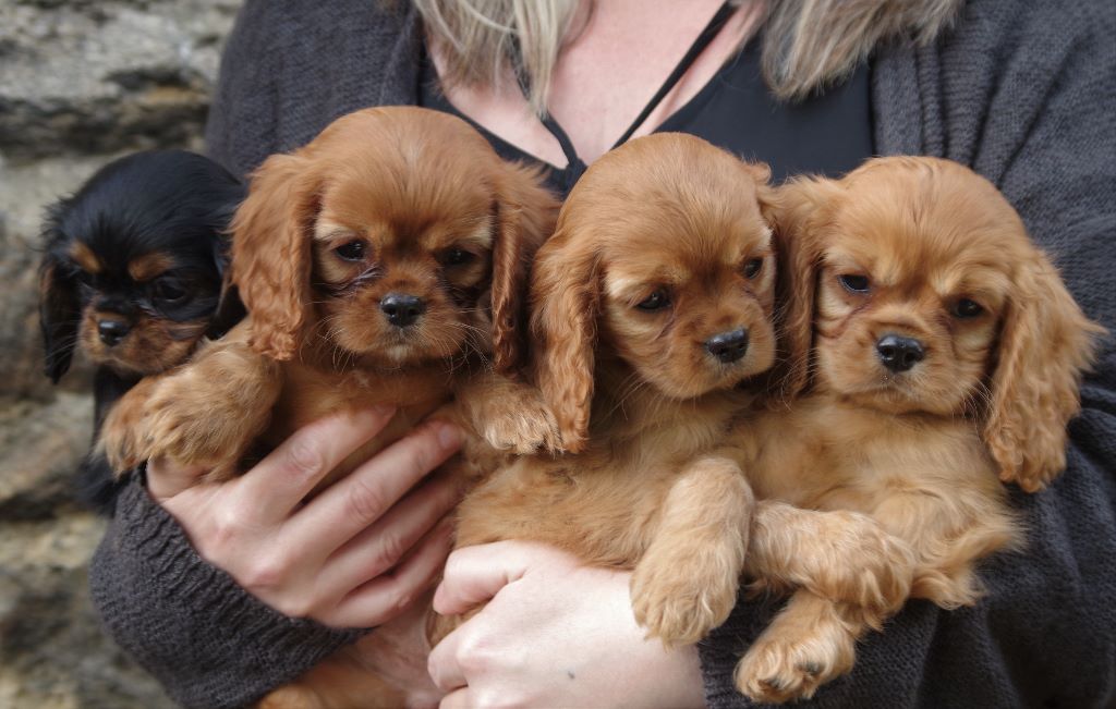 des petits Anges de Sophie - Cavalier King Charles Spaniel - Portée née le 02/08/2018