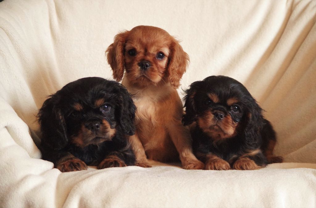 chiot Cavalier King Charles Spaniel des petits Anges de Sophie