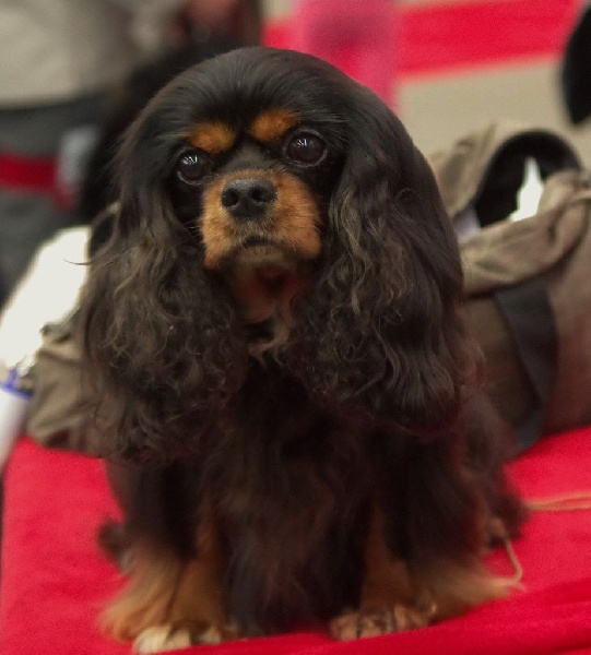 Danna des Elfes Noroit - 1er Excellent BEST VETERAN