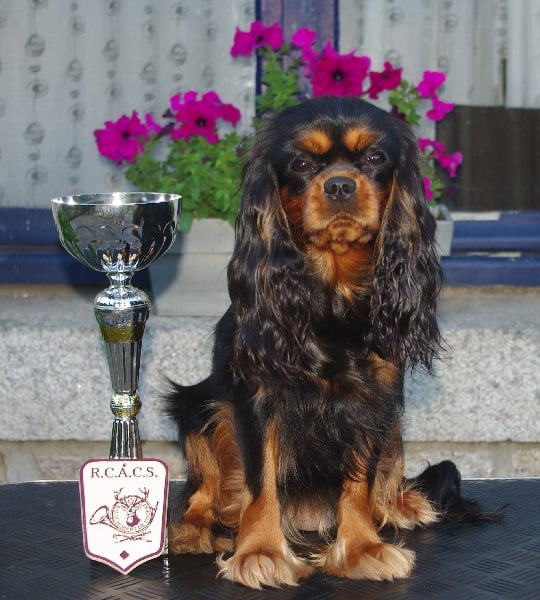 Engel flower De park ar marc'heger - 1er Exc en Inter + RCACS