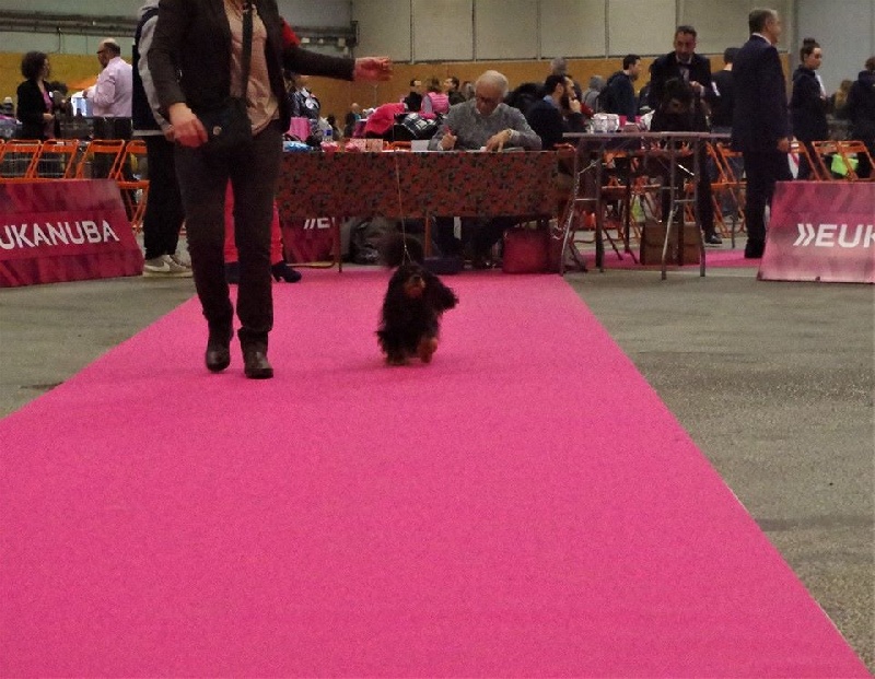 Danna des Elfes Noroit - 1er Excellent BEST VETERAN