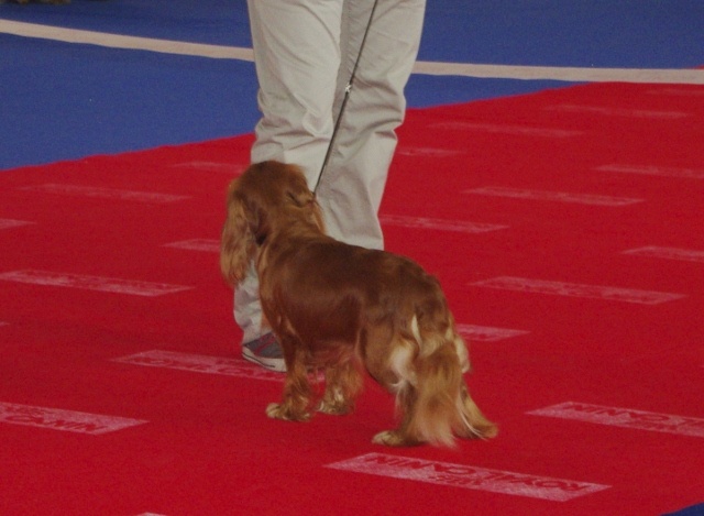 Fhélynie fire doll des petits Anges de Sophie - 4ème EXC classe ouverte