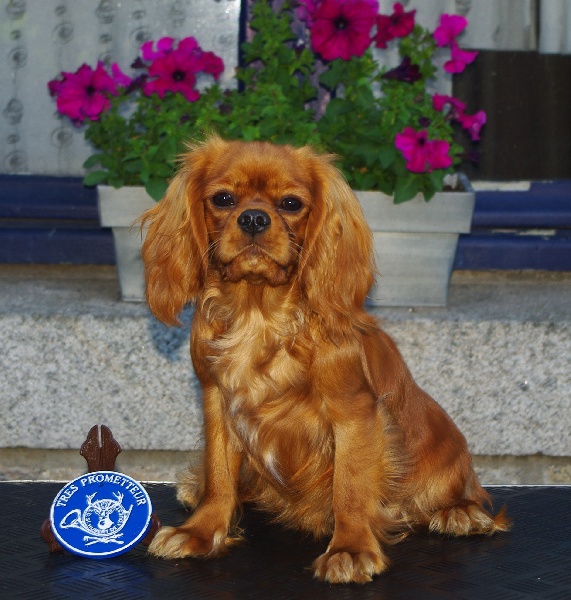 Eycha melissa des petits Anges de Sophie - 1ére Très Prometteur puppy