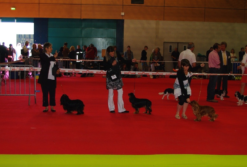 Engel flower De park ar marc'heger - 2 ème Exc en ouverte