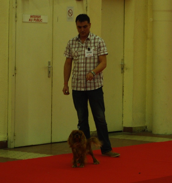 Eycha melissa des petits Anges de Sophie - 2ème Exc inter