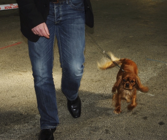 Fhélynie fire doll des petits Anges de Sophie - 1 Exc Inter + CACS