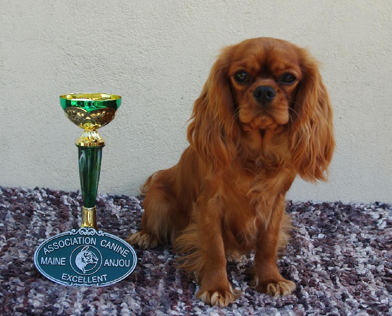 Eycha melissa des petits Anges de Sophie - 1er Exc Meilleur jeune unicolore