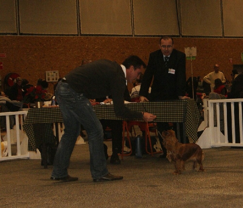 Eycha melissa des petits Anges de Sophie - 2ème Excellent classe jeune