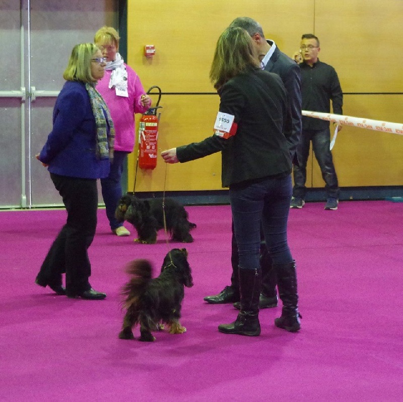 Danna des Elfes Noroit - 2 ème Excellent classe veteran