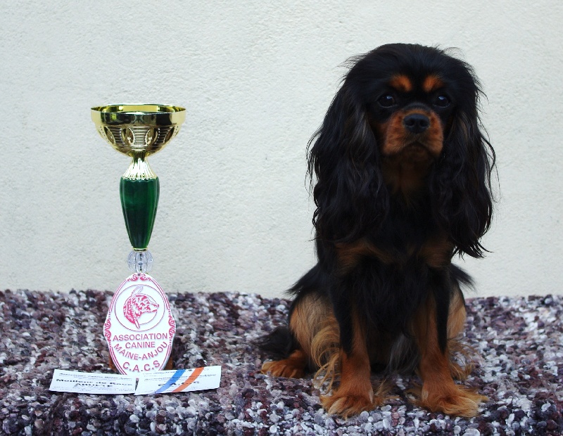 Engel flower De park ar marc'heger - CACS- MEILLEUR DE RACE