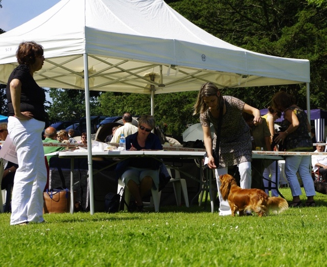 Eycha melissa des petits Anges de Sophie - 1er EXC ouverte CACS